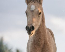 Fohlen Kaltenbachs Delutano (Deutsches Reitpony, 2024, von Double Cream)