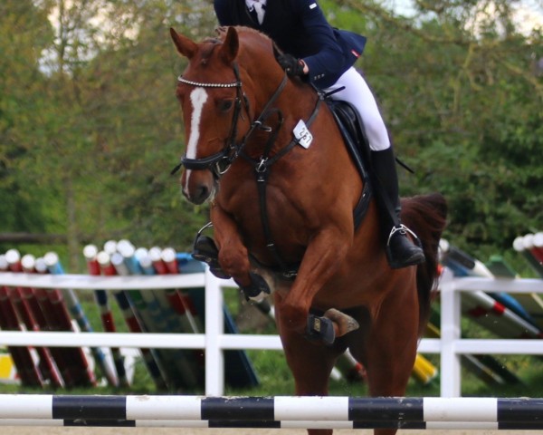 jumper Diavinia R (Zangersheide riding horse, 2017, from Diamant de La Lande)