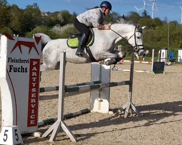 broodmare Countess V Z (Zangersheide riding horse, 2016, from Cavalo Z)