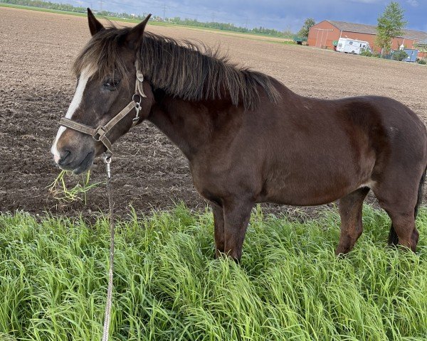 Pferd Paloma (Paso Peruano, 1991)