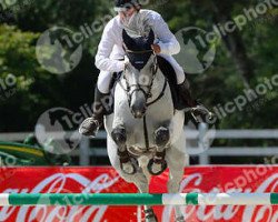 jumper Zucarlos (KWPN (Royal Dutch Sporthorse), 2004, from Cavalier)