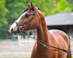 jumper Balou de Comics (Oldenburg show jumper, 2015, from Balou du Rouet)