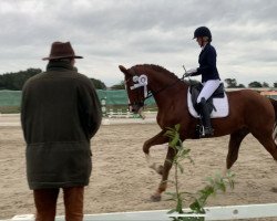 dressage horse D Max (Hanoverian, 2013, from Don Bolero 3)