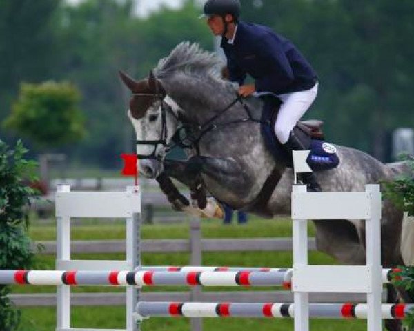 jumper Easter (KWPN (Royal Dutch Sporthorse), 2009, from Singapore)