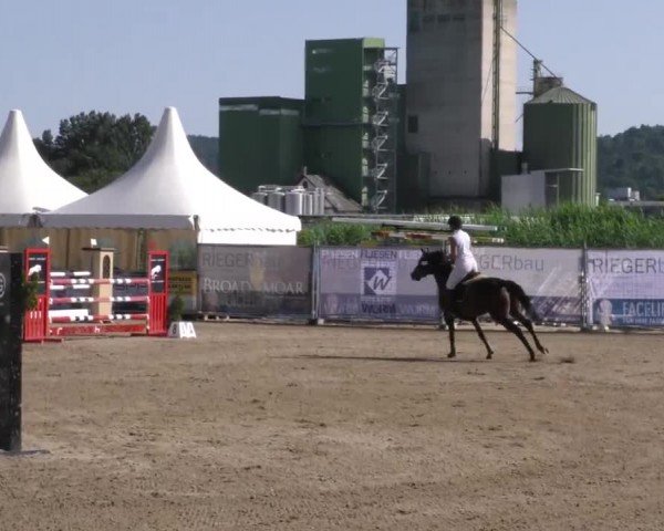 Reitturnier Gniebing-Feldbach 2023