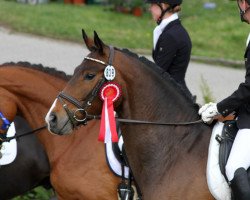 dressage horse Saint Paul OLD (Oldenburg, 2010, from Sir Donnerhall I)