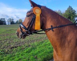 dressage horse Dali's Zauberfee (German Riding Pony, 2013, from Steendiek's FS Dali)