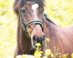 dressage horse Mogli 433 (German Riding Pony, 2002, from Mentos)