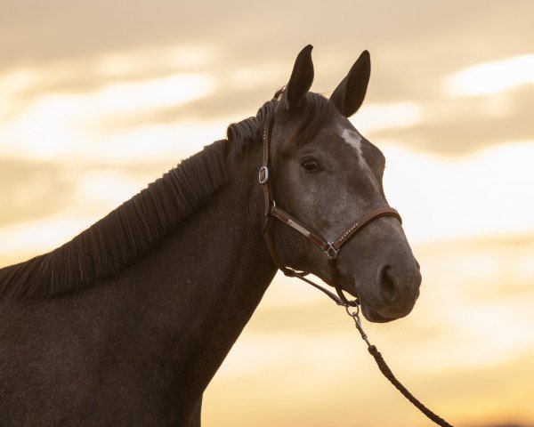 jumper Grandorada Z (Zangersheide riding horse, 2020, from Grandorado TN)