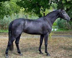 horse Arny (Holsteiner, 2018, from Asca Z)