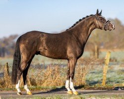 dressage horse Den Haag PP (German Riding Pony, 2021, from Reitland's Diamonds Gold)