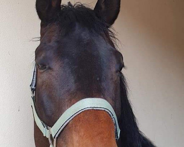 dressage horse Montes (Trakehner, 2013, from E.H. Millennium)