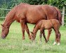 broodmare Feedula (Trakehner, 1990, from Abdullah)