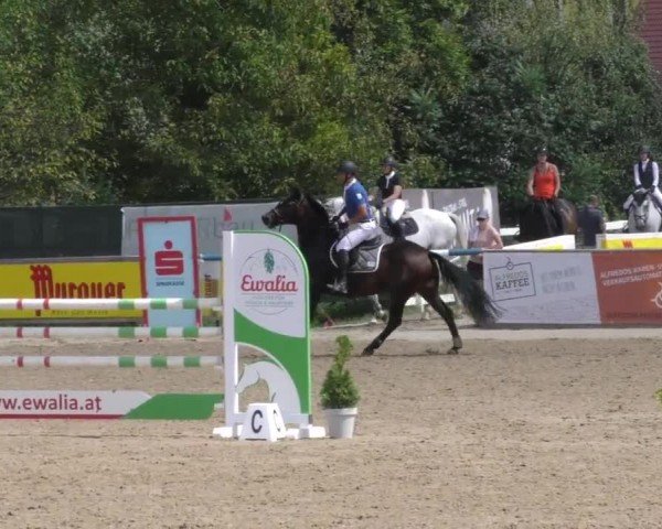 Reitturnier Gniebing-Feldbach 2022