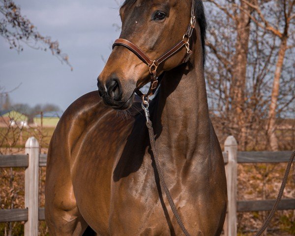 broodmare Lilou (Holsteiner, 2018, from Quiwi Air)