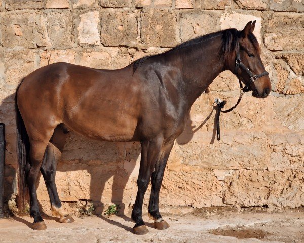 dressage horse Jovian‘s Dreamboy (Oldenburg, 2020, from Jovian)