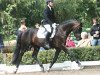 stallion Choral 3 (Trakehner, 2005, from Hohenstein I)