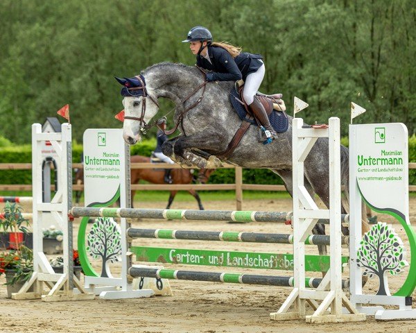 jumper Cashcode 4 (Hanoverian, 2019, from Casallco)