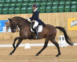 dressage horse Erlentanz TSF (Trakehner, 2007, from Latimer)