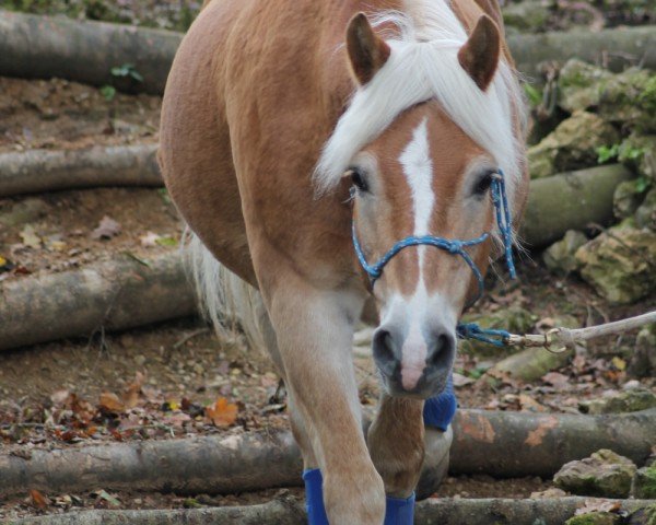 Pferd Nico (3,125% ox) (Edelbluthaflinger, 1993, von Albin (6,25% ox))