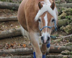 horse Nico (3,125% ox) (Edelbluthaflinger, 1993, from Albin (6,25% ox))