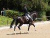 dressage horse San Salvador 43 (Westphalian, 2010, from Sandro Hit)