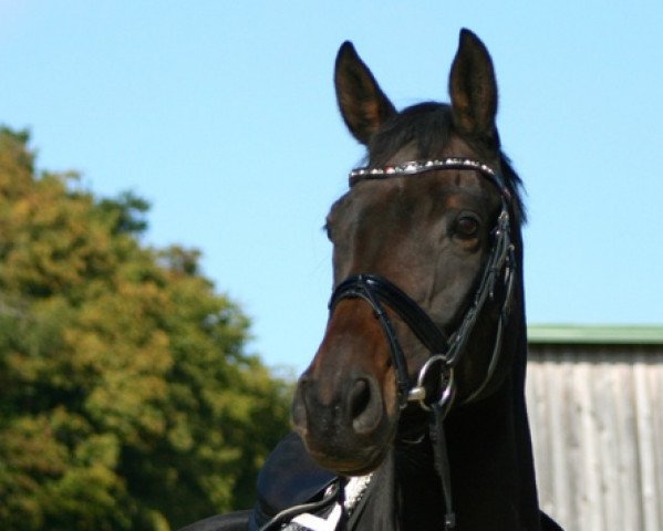 dressage horse Herzkrokant (Trakehner, 2008, from Krokant)