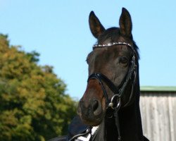 dressage horse Herzkrokant (Trakehner, 2008, from Krokant)