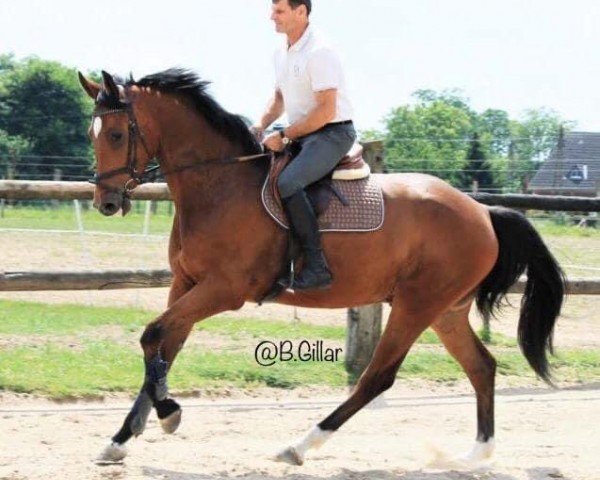 dressage horse Cyrk (Holsteiner, 2015, from Catoo)