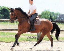 dressage horse Cyrk (Holsteiner, 2015, from Catoo)