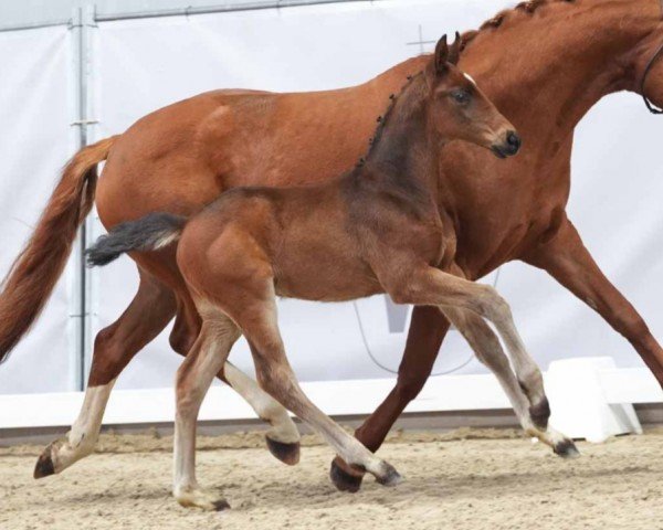 dressage horse Starbucks (Westphalian, 2024, from Skyline To B)