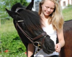 dressage horse Paddy 157 (Fell Pony, 2002, from Heltondale Major II)