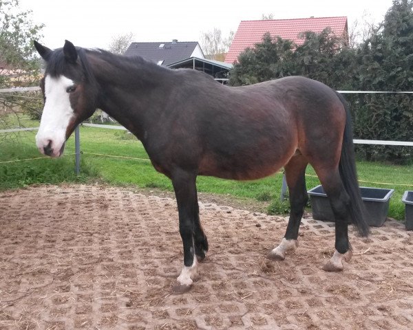 broodmare Navaljana (German Riding Pony, 1991, from Top Navajo)