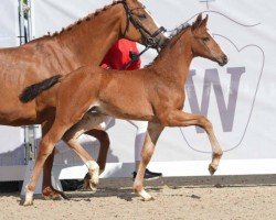 dressage horse Feodor (Westphalian, 2024, from Fortunio)