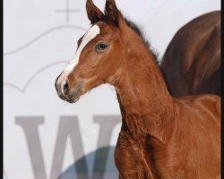 foal by Viento (Westphalian, 2024, from Venturo)