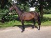 broodmare Gilla 30 (Holsteiner, 2014, from Catoo)