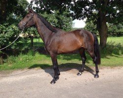 broodmare Gilla 30 (Holsteiner, 2014, from Catoo)