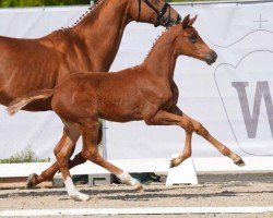 dressage horse Velvet (Westphalian, 2024, from Vivamor)