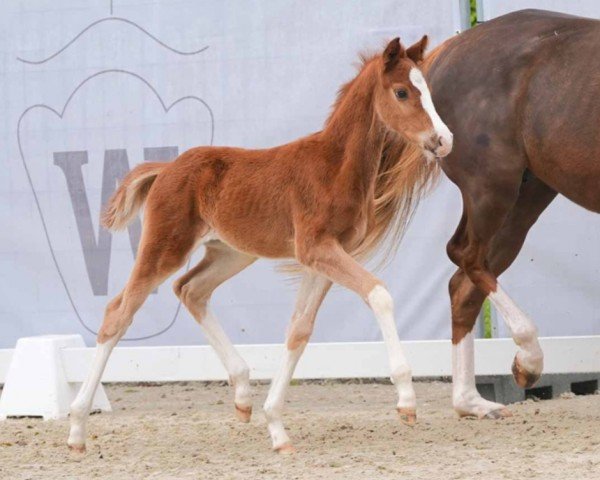 foal by Grand Slam (Westphalian, 2024, from Global Dancer)