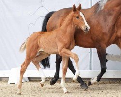 foal Hengst von Vitalis /Johnson (Westfale, 2024, from Vitalis)