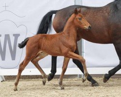 foal by Velix (Westphalian, 2024, from Vision)