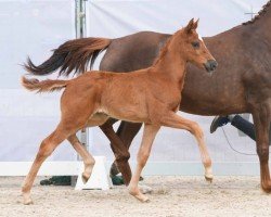 dressage horse Ballerina (Westphalian, 2024, from Bon Esprit)