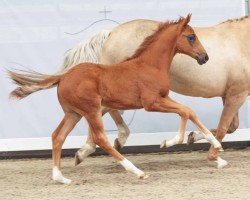 dressage horse Ven (Westphalian, 2024, from Vitalis)