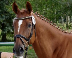 Springpferd Donna Rubinia (Trakehner, 2011, von Lichtblick TSF)