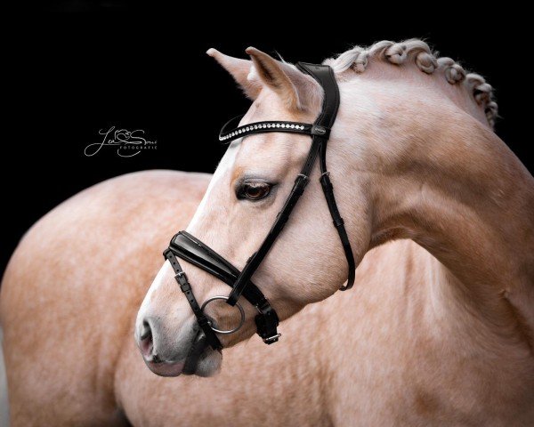dressage horse Golden Champy (German Riding Pony, 2016, from Golden West NRW)