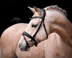 Dressurpferd Golden Champy (Deutsches Reitpony, 2016, von Golden West NRW)