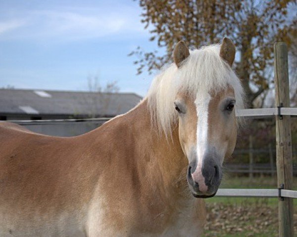 horse Smudo (Haflinger, 2004, from Stolz)