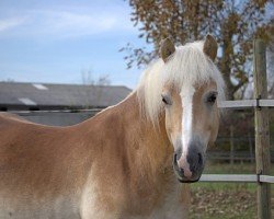 Pferd Smudo (Haflinger, 2004, von Stolz)