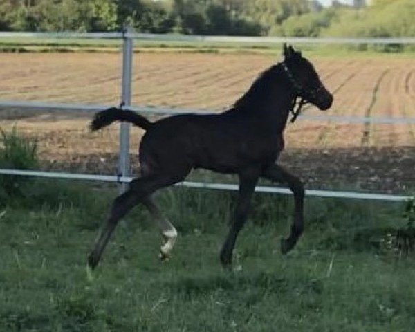 dressage horse Schwuppdiwupp GS (Austrian Warmblood, 2019, from Secret)