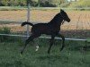 dressage horse Schwuppdiwupp GS (Austrian Warmblood, 2019, from Secret)